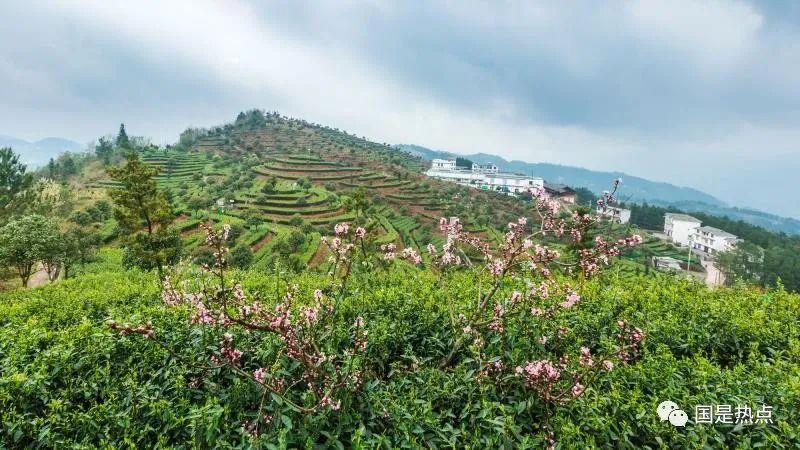 恩施富硒茶总批发怎么样（恩施富硒茶产地）-硒宝网