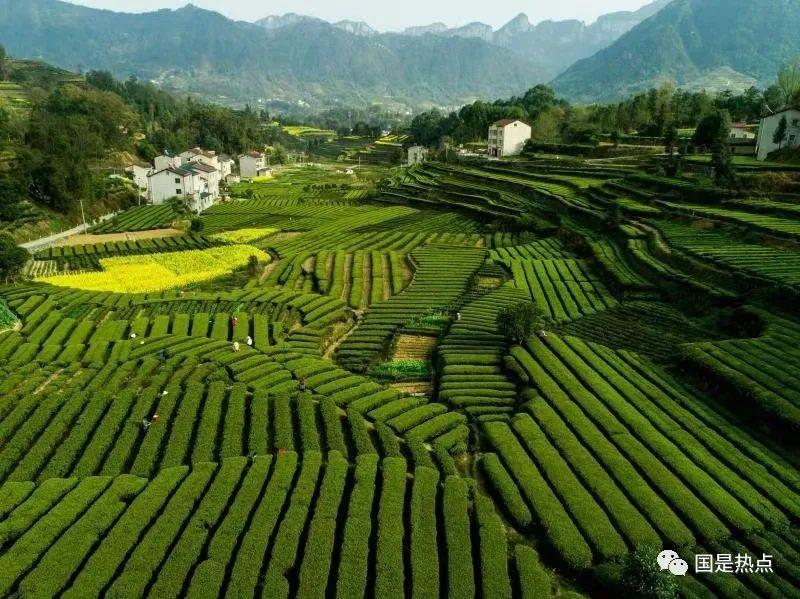 恩施富硒茶总批发怎么样（恩施富硒茶产地）-硒宝网