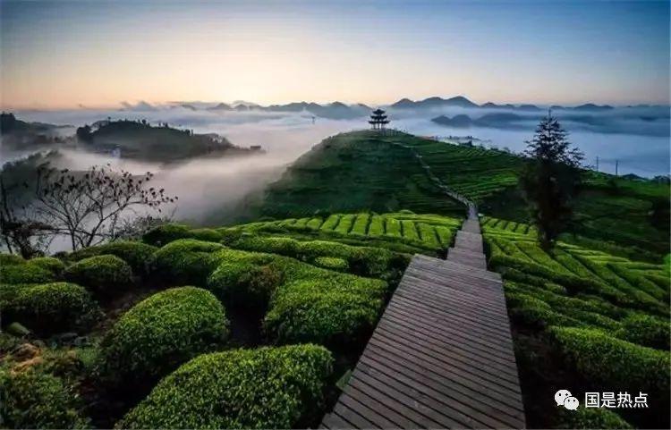 恩施富硒茶总批发怎么样（恩施富硒茶产地）-硒宝网