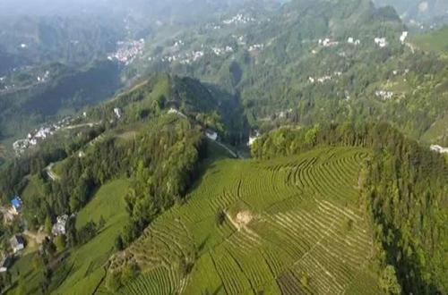 富硒茶对降血糖有作用吗（补硒降血糖）-硒宝网