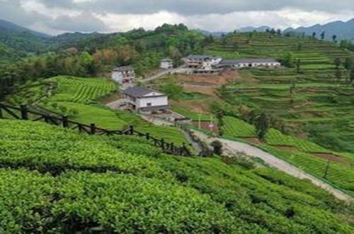 富硒茶对降血糖有作用吗（补硒降血糖）-硒宝网