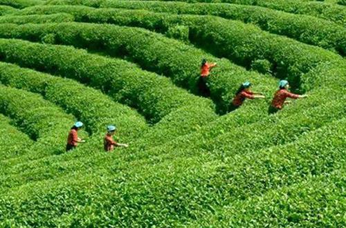 富硒茶对降血糖有作用吗（补硒降血糖）-硒宝网