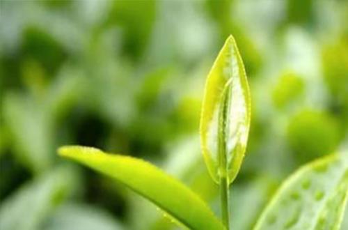 富硒茶对降血糖有作用吗（补硒降血糖）-硒宝网