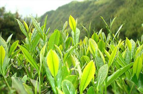 富硒茶对降血糖有作用吗（补硒降血糖）-硒宝网