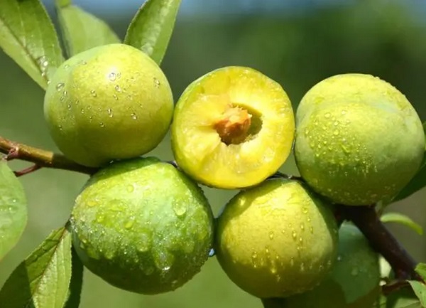 四川富硒茶产业发展历史（四川在茶叶发展史上的重要地位）-硒宝网