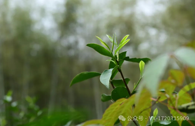 紫阳茶叶富硒茶怎么样喝（紫阳富硒茶好处）-硒宝网