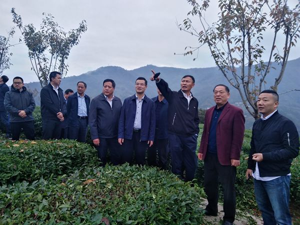 四川富硒茶产业发展情况(四川富硒茶分布)-硒宝网