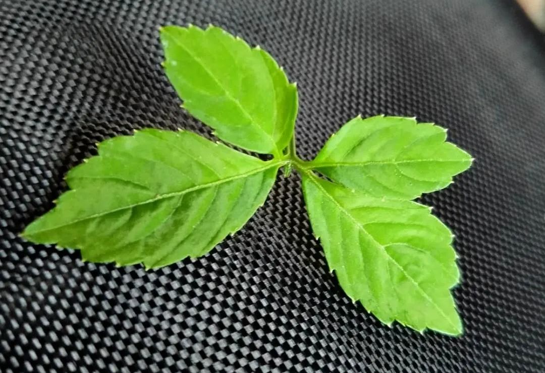 陕西富硒茶喝了有什么用（陕西富硒茶的功效）-硒宝网