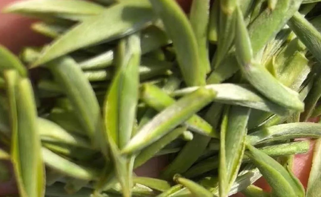 陕西富硒茶喝了有什么用（陕西富硒茶的功效）-硒宝网