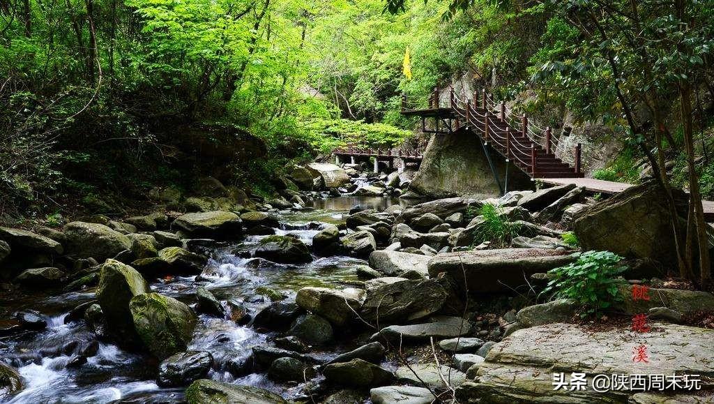 陕青与紫阳富硒茶哪个好(紫阳富硒茶陕南特产价格)-硒宝网