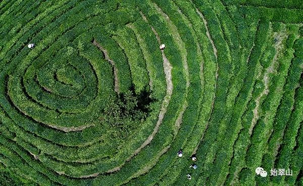 陕西富硒茶喝了有什么用(陕西富硒茶多少钱一斤)-硒宝网