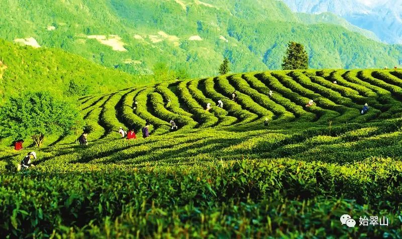 陕西富硒茶喝了有什么用(陕西富硒茶多少钱一斤)-硒宝网