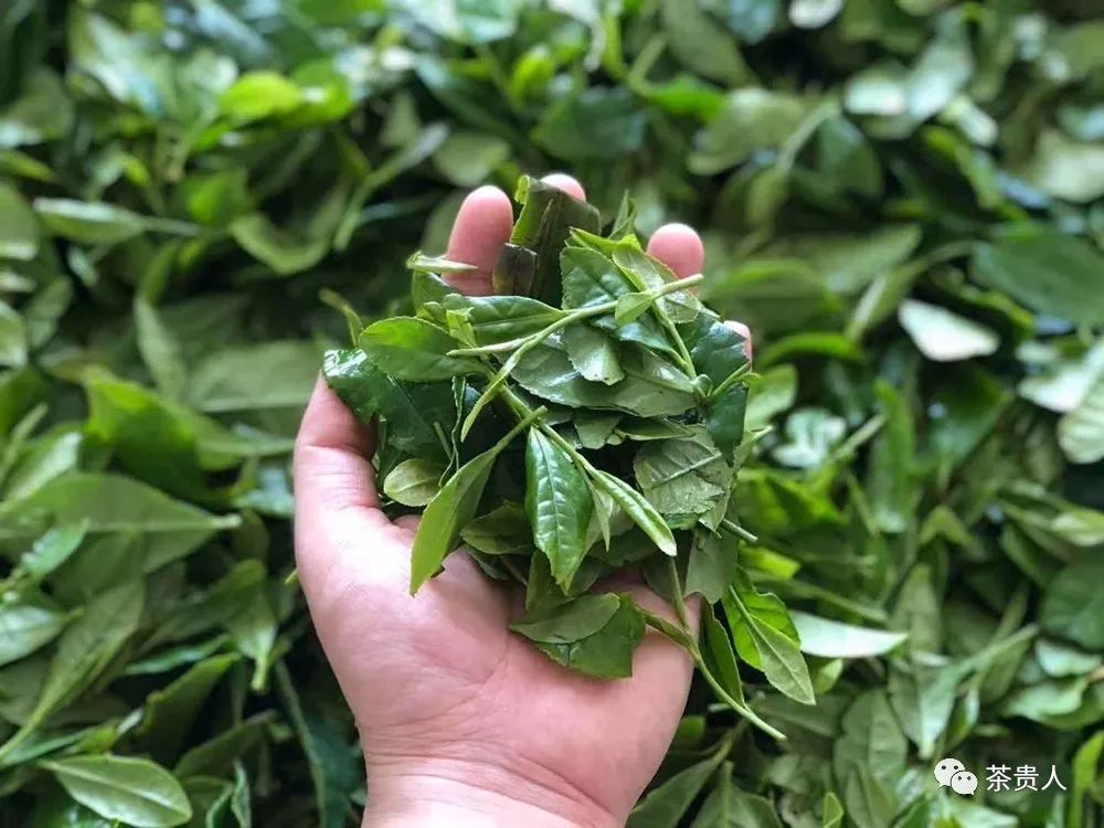 陕西富硒茶喝了有什么用(陕西富硒茶多少钱一斤)-硒宝网