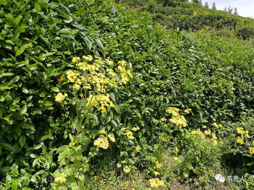 陕西富硒茶喝了有什么用(陕西富硒茶多少钱一斤)-硒宝网