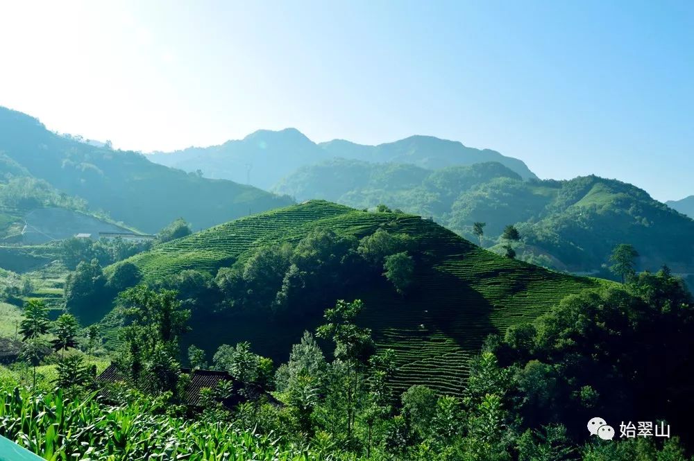 陕西富硒茶喝了有什么用(陕西富硒茶多少钱一斤)-硒宝网