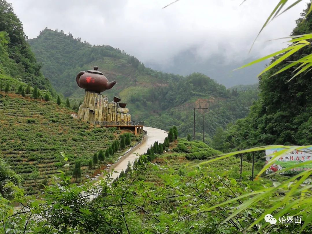 陕西富硒茶喝了有什么用(陕西富硒茶多少钱一斤)-硒宝网