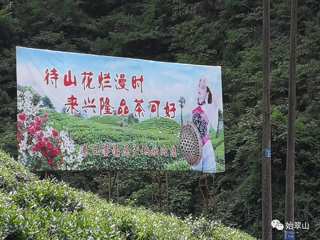 陕西富硒茶喝了有什么用(陕西富硒茶多少钱一斤)-硒宝网