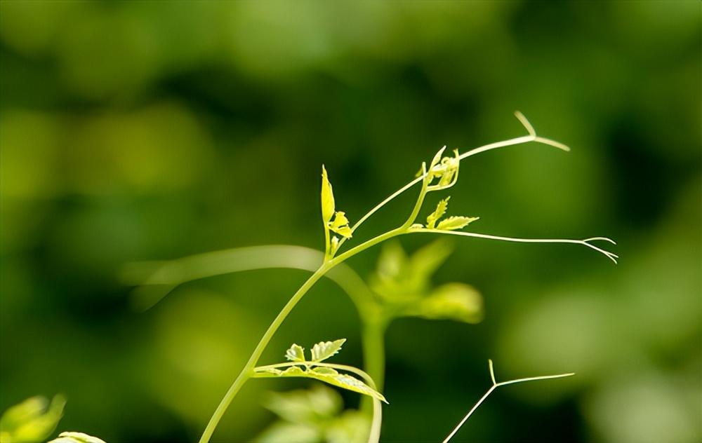 陕青与紫阳富硒茶哪个好(陕西紫阳富硒茶是红茶还是绿茶)-硒宝网