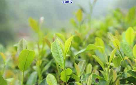 富硒茶用什么泡的更好些(泡茶富硒好用不)-硒宝网