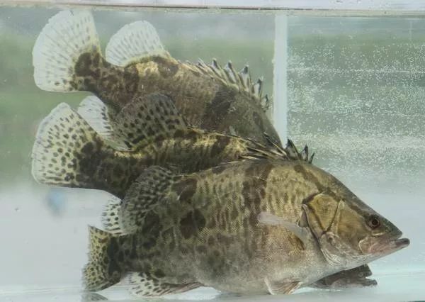 安徽秋浦富硒茶是真的吗（安徽富硒茶产地）-硒宝网