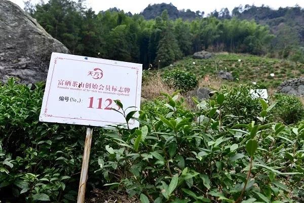 安徽秋浦富硒茶是真的吗（安徽富硒茶产地）-硒宝网