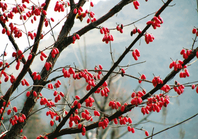 安徽秋浦富硒茶是真的吗（安徽富硒茶产地）-硒宝网