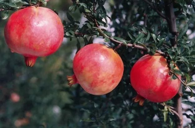 安徽秋浦富硒茶是真的吗（安徽富硒茶产地）-硒宝网