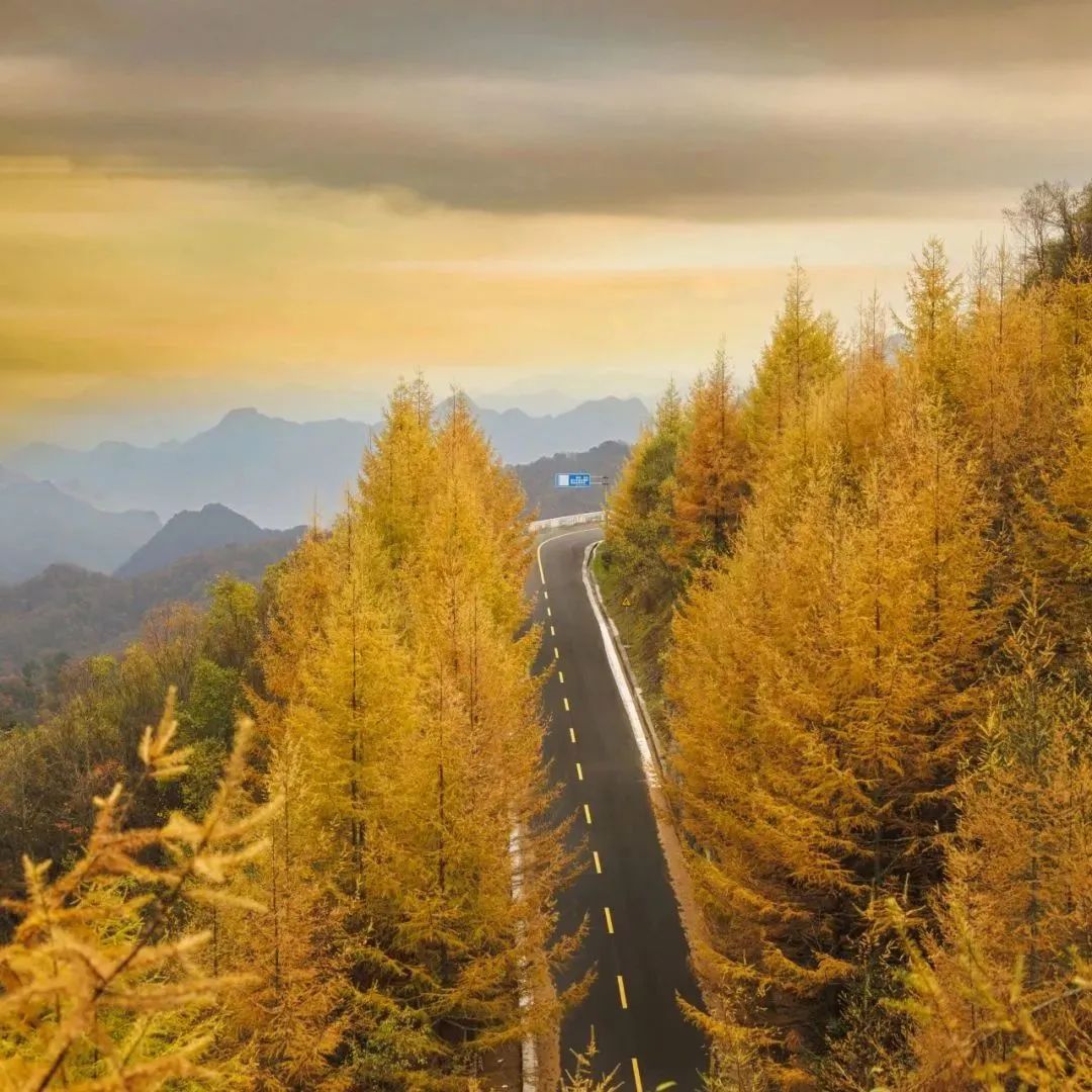 陕西安康龙腾紫阳富硒茶（陕西安康龙腾富硒食品有限公司）-硒宝网
