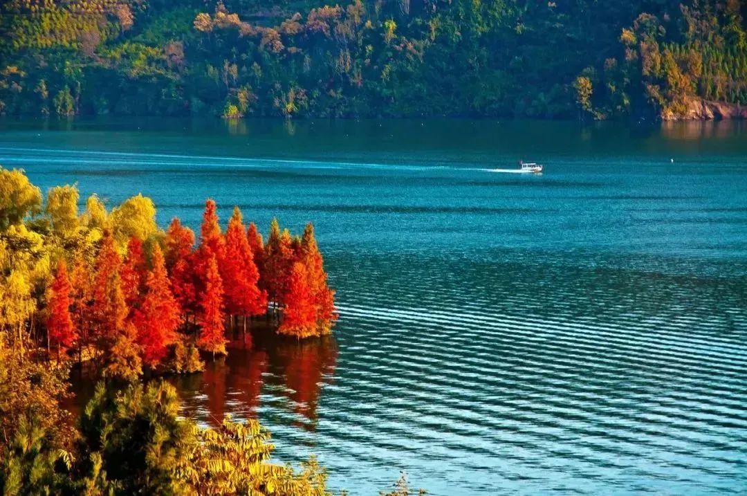 陕西安康龙腾紫阳富硒茶（陕西安康龙腾富硒食品有限公司）-硒宝网
