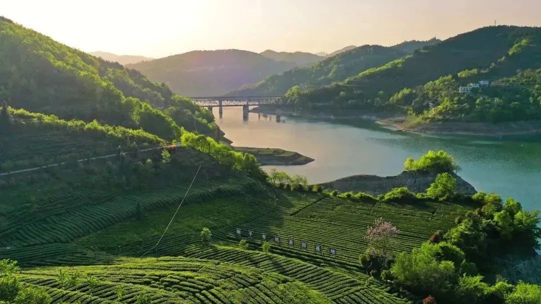 陕西安康龙腾紫阳富硒茶（陕西安康龙腾富硒食品有限公司）-硒宝网