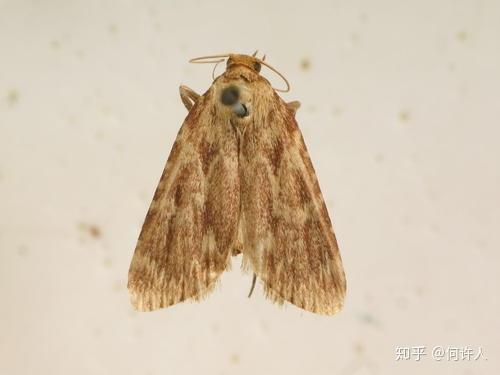 富硒茶如何去喝才最好呢（富硒的茶喝了有什么好处）-硒宝网