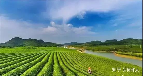 富硒茶如何去喝才最好呢（富硒的茶喝了有什么好处）-硒宝网