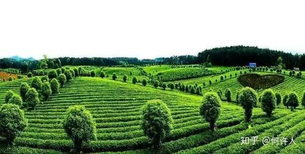 富硒茶如何去喝才最好呢（富硒的茶喝了有什么好处）-硒宝网