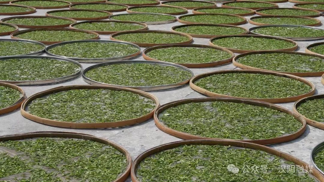 汉阴哪里有富硒茶卖的?。ê阂醺晃杞樯埽?硒宝网