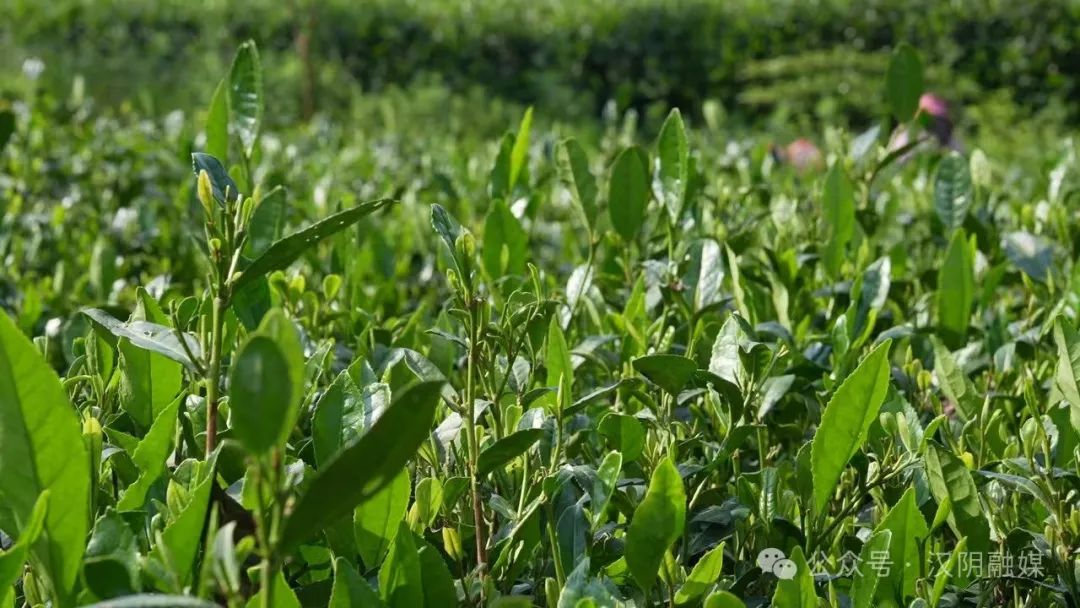 汉阴哪里有富硒茶卖的啊（汉阴富硒茶介绍）-硒宝网