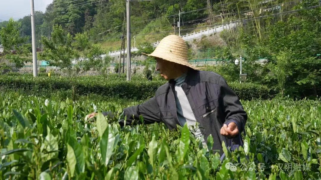 汉阴哪里有富硒茶卖的?。ê阂醺晃杞樯埽?硒宝网