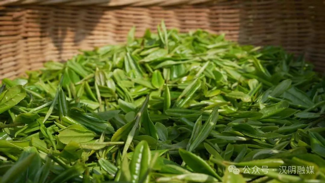 汉阴哪里有富硒茶卖的啊（汉阴富硒茶介绍）-硒宝网