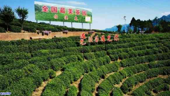 陕南特色富硒茶产业基地(陕西富硒茶叶)-硒宝网