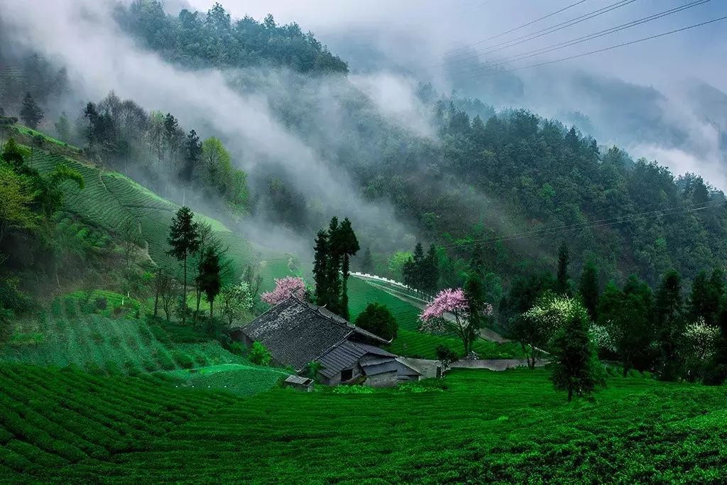 富硒茶蒸青好还是炒青好（蒸青茶和炒青茶优劣）-硒宝网