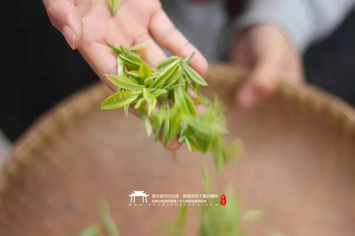 富硒茶蒸青好还是炒青好（蒸青茶和炒青茶优劣）-硒宝网