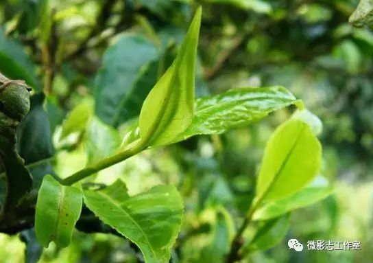 汉阴哪里有富硒茶卖的?。ú杪舾晃阂跤新袈穑?硒宝网