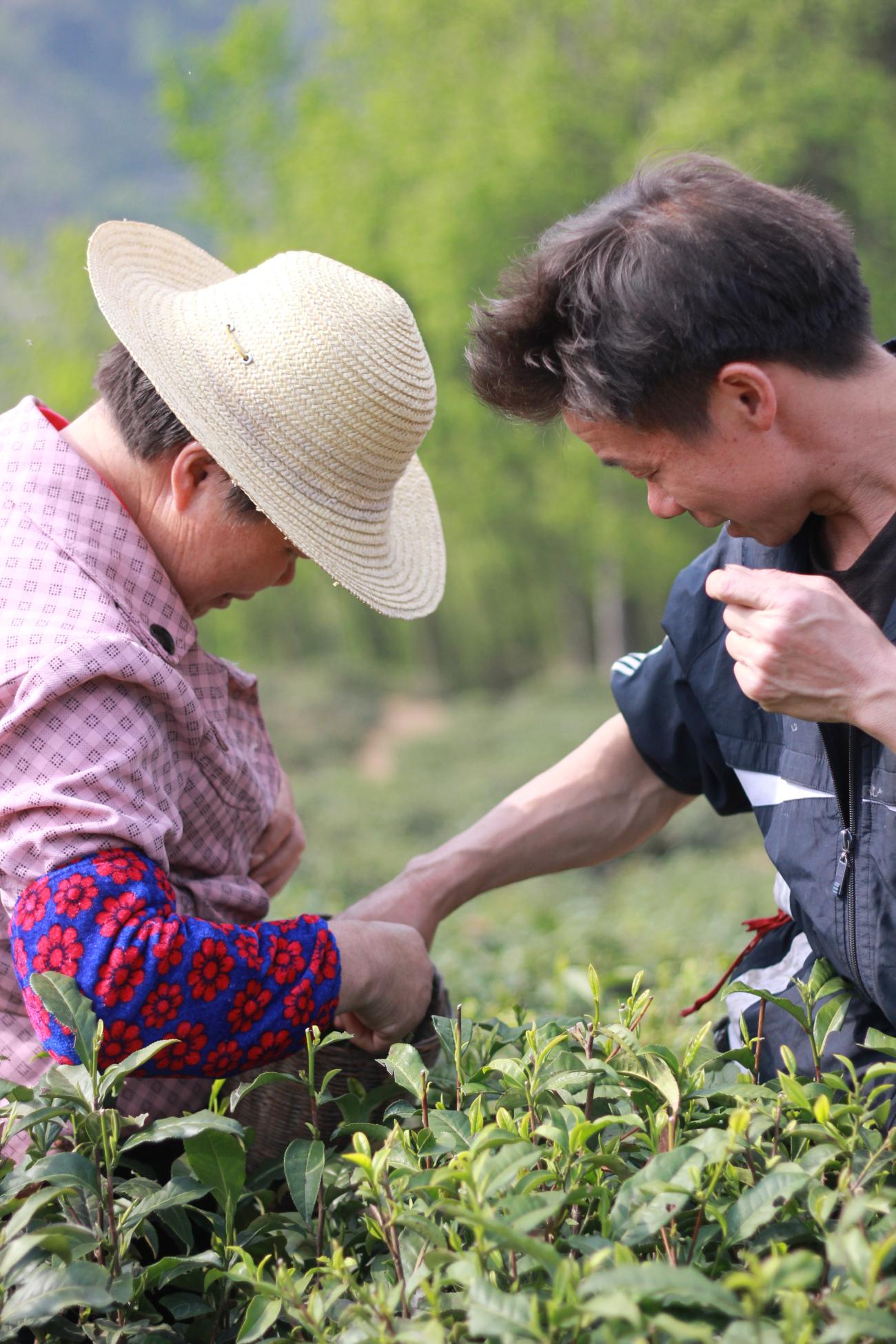 富硒紫阳茶在西安有店吗（紫阳富硒茶园）-硒宝网