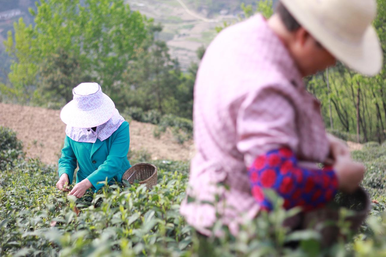 富硒紫阳茶在西安有店吗（紫阳富硒茶园）-硒宝网