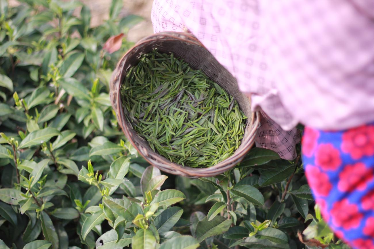 富硒紫阳茶在西安有店吗（紫阳富硒茶园）-硒宝网