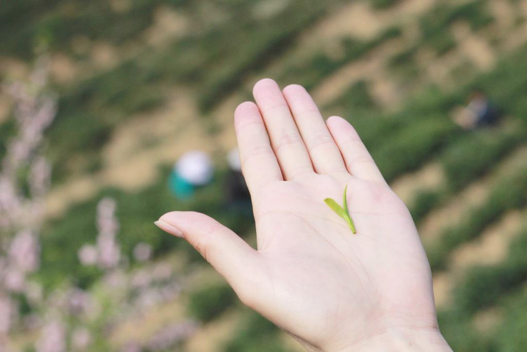 富硒紫阳茶在西安有店吗（紫阳富硒茶园）-硒宝网