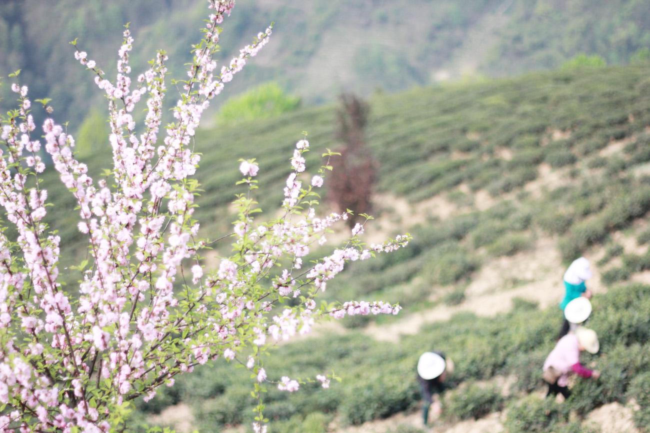 富硒紫阳茶在西安有店吗（紫阳富硒茶园）-硒宝网