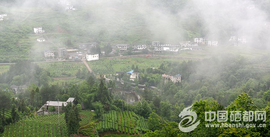 中国有哪些地方产富硒茶（中国富硒茶哪些地方产）-硒宝网