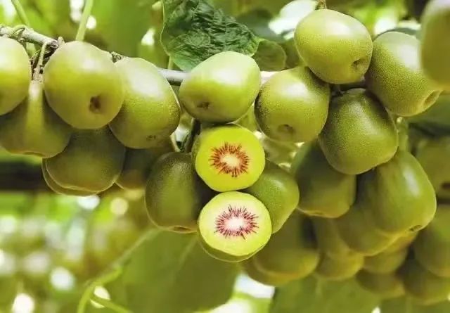 贵州哪些地方产富硒茶好(贵州富硒茶多少钱一斤)-硒宝网