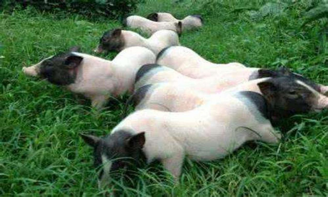 贵州哪些地方产富硒茶好(贵州富硒茶多少钱一斤)-硒宝网