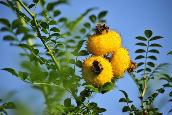 贵州哪些地方产富硒茶好(贵州富硒茶多少钱一斤)-硒宝网